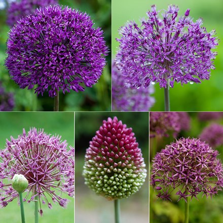 Amethyst allium collection