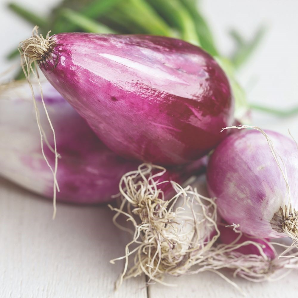 shallot 'Griselle'