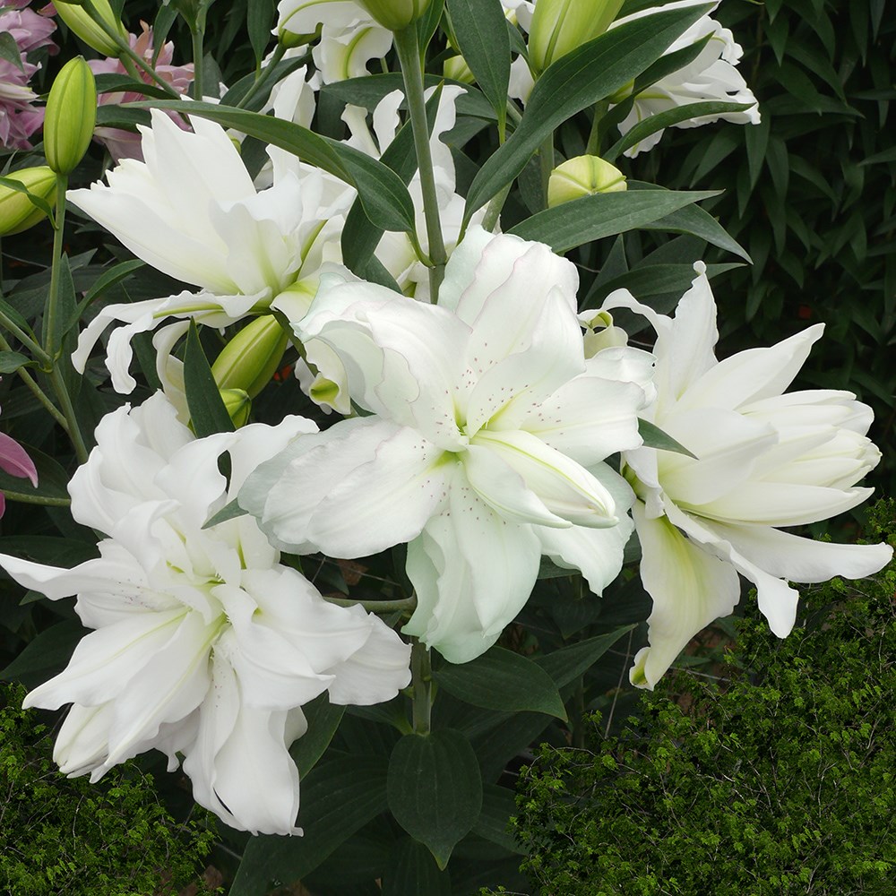 <i>Lilium</i> 'Lotus Beauty'