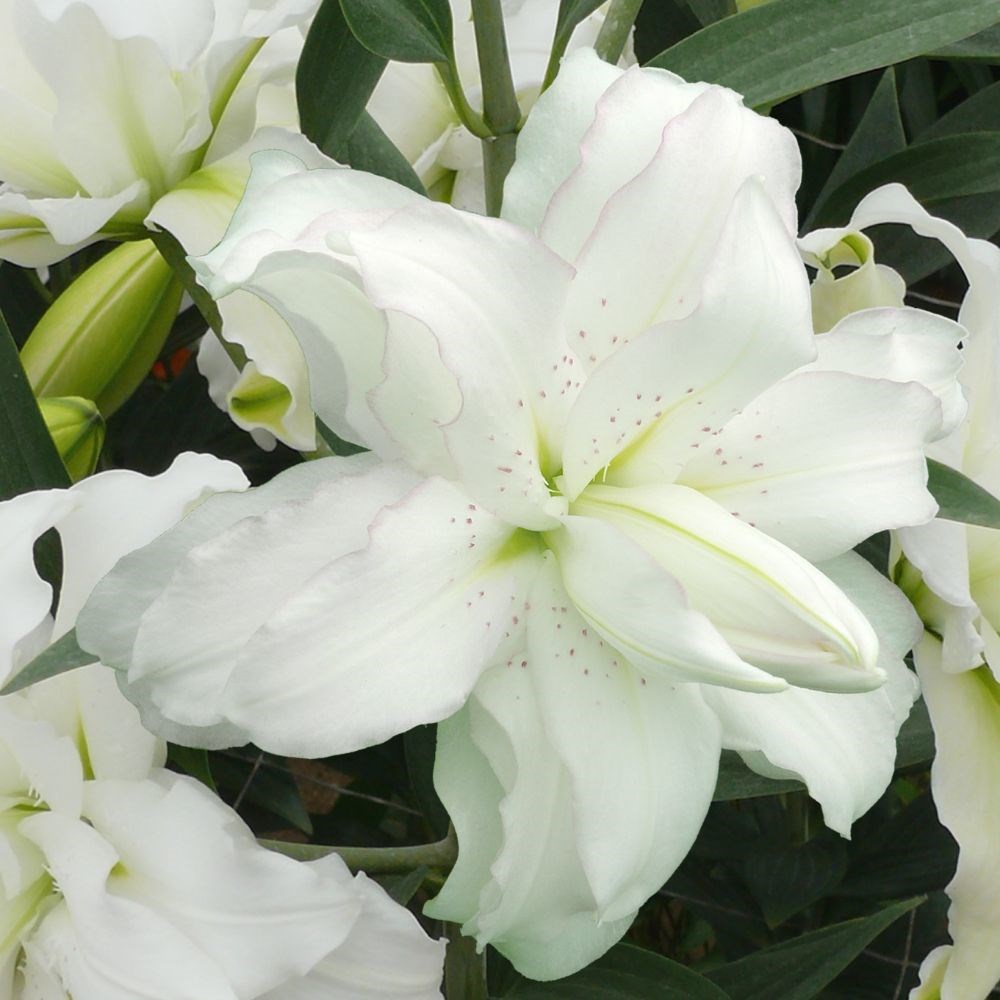 <i>Lilium</i> 'Lotus Beauty'