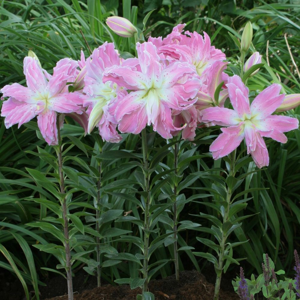 <i>Lilium</i> 'Lotus Elegance'