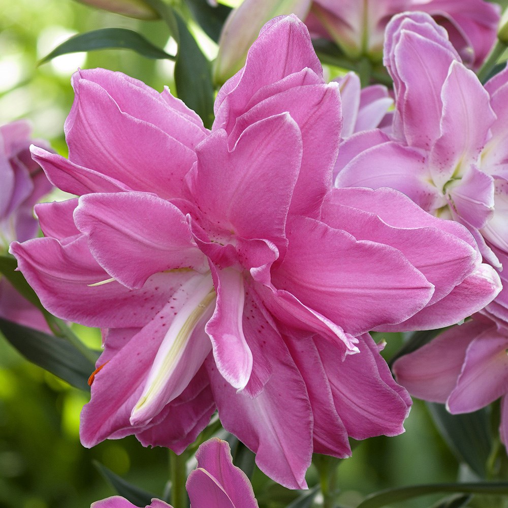 <i>Lilium</i> 'Lotus Wonder'