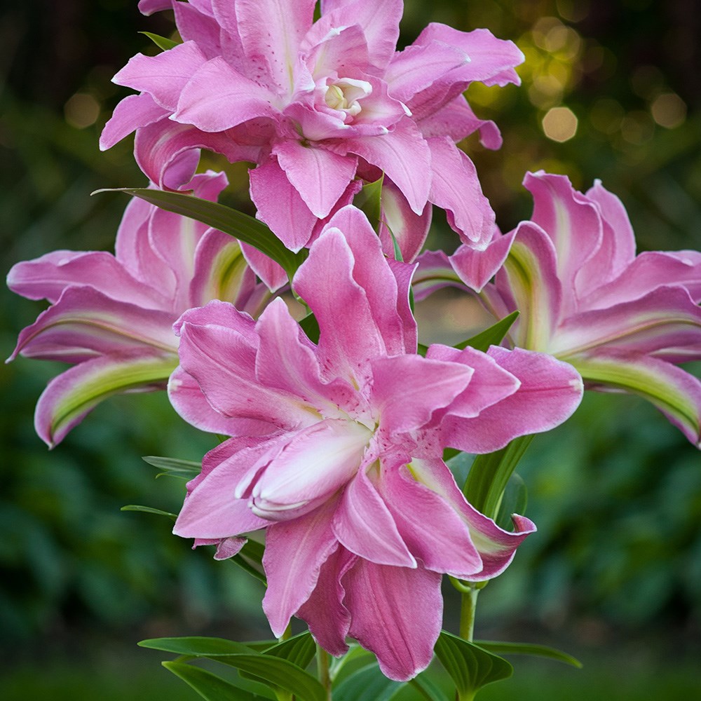 <i>Lilium</i> 'Lotus Wonder'