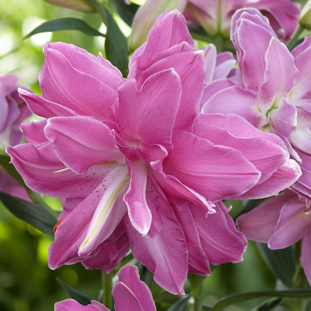 <i>Lilium</i> 'Lotus Wonder'