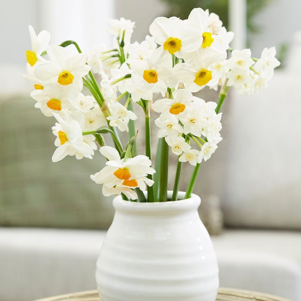 Sweet & fragrant daffodil collection
