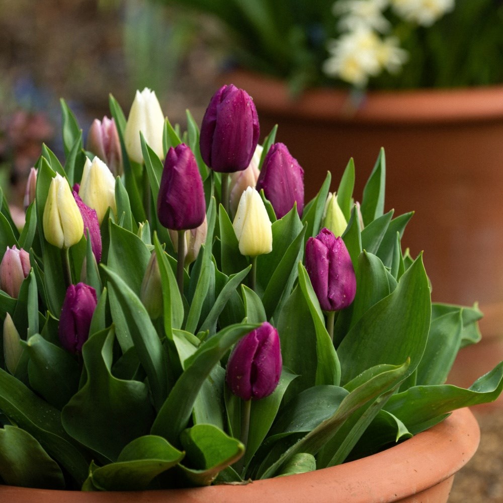 Spring fresh tulip collection