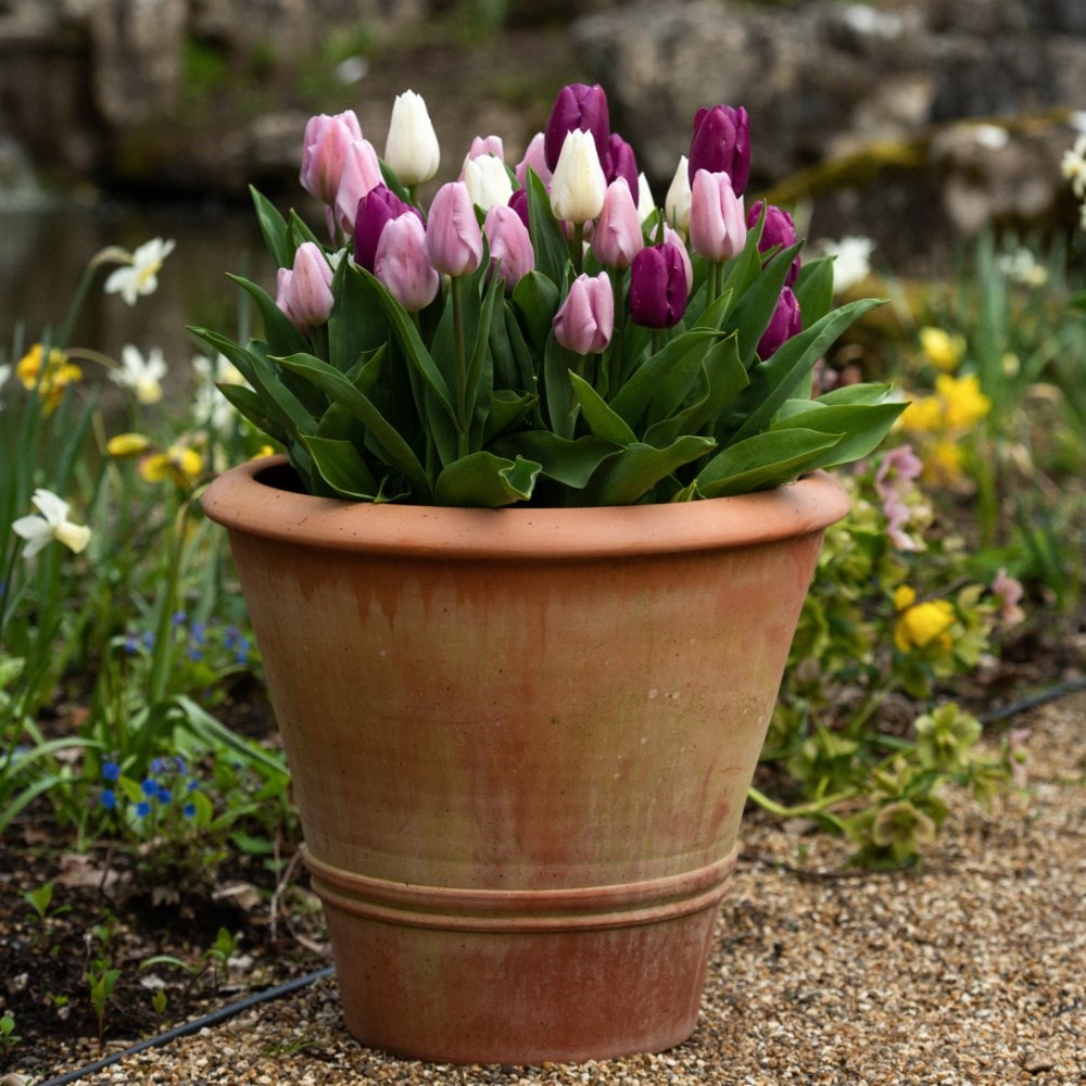 Spring fresh tulip collection