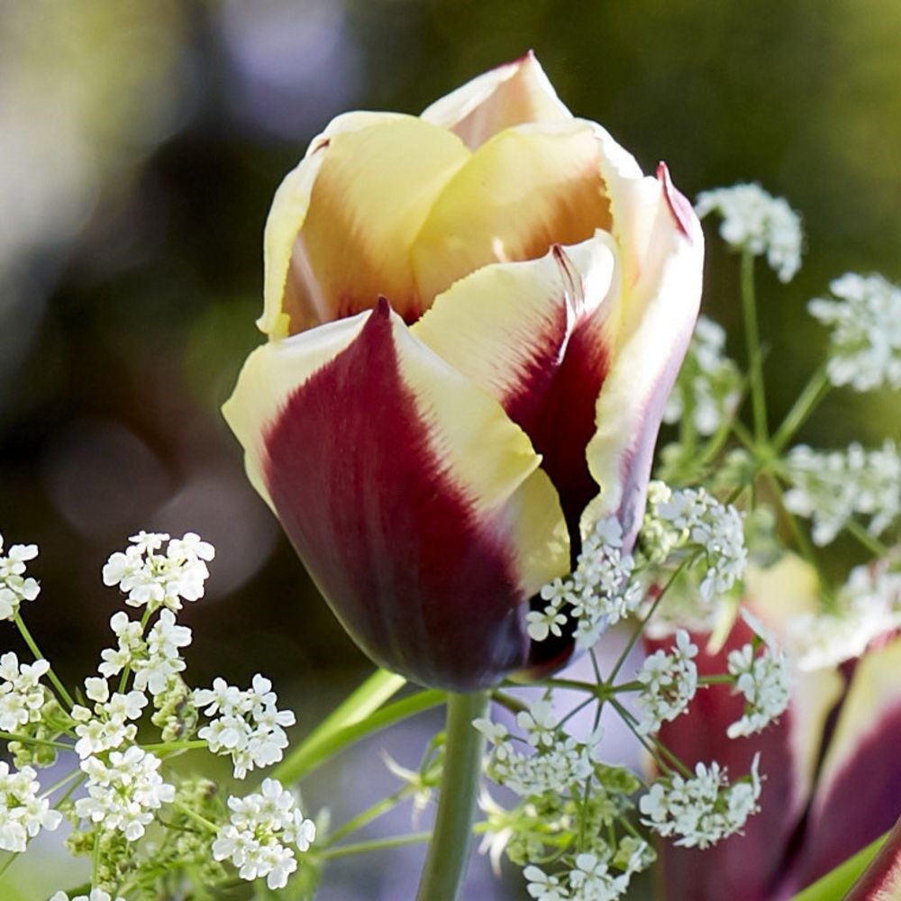 <i>Tulipa</i> 'Gavota'