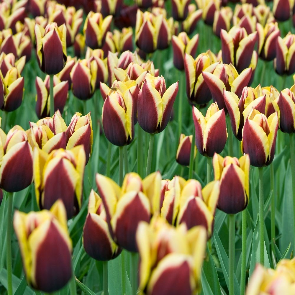 <i>Tulipa</i> 'Gavota'