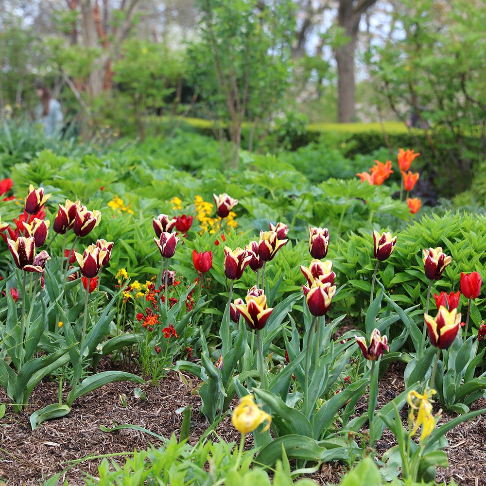 <i>Tulipa</i> 'Gavota'