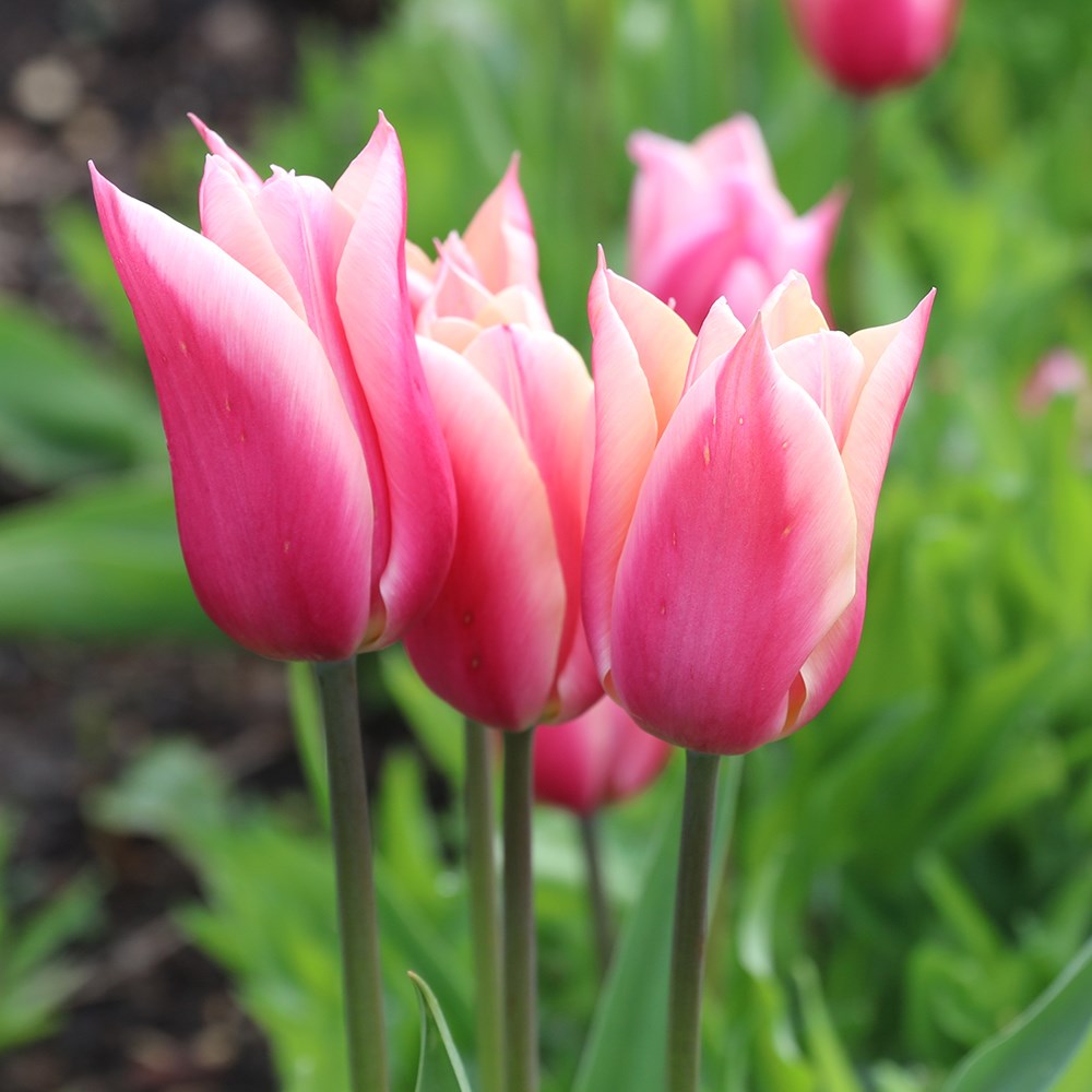 <i>Tulipa</i> 'Sanne'