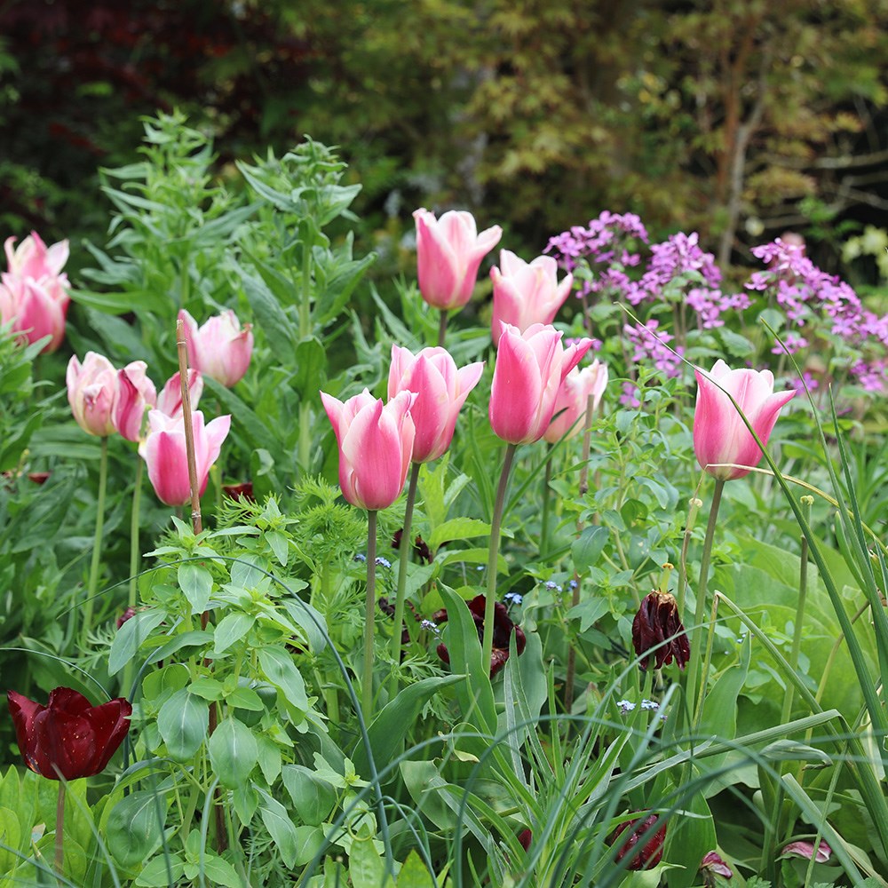 <i>Tulipa</i> 'Sanne'