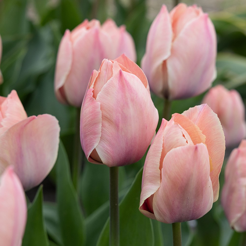 <i>Tulipa</i> 'Salmon Van Eijk' 