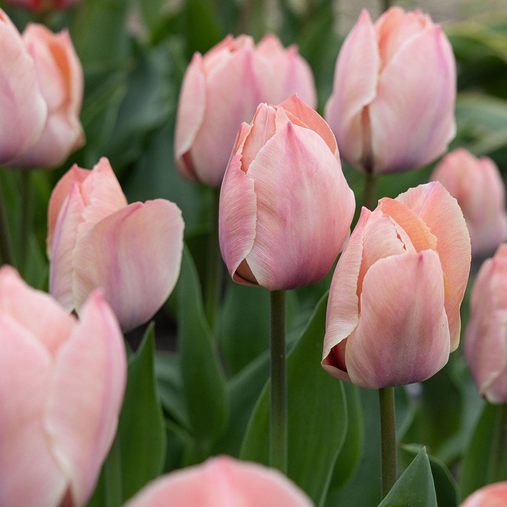 <i>Tulipa</i> 'Salmon Van Eijk' 