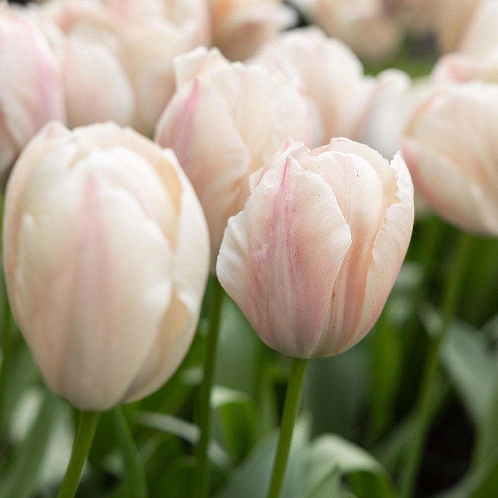 <i>Tulipa</i> 'Salmon Van Eijk' 