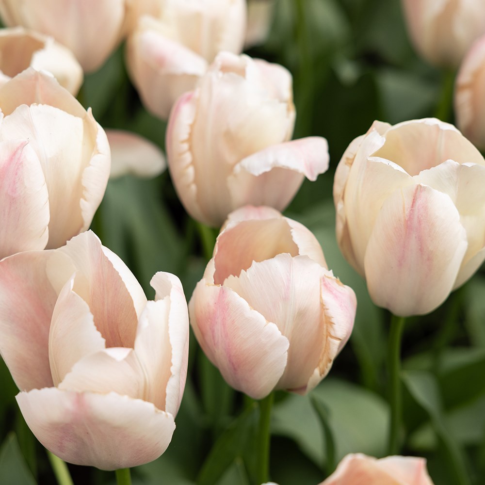 <i>Tulipa</i> 'Salmon Van Eijk' 