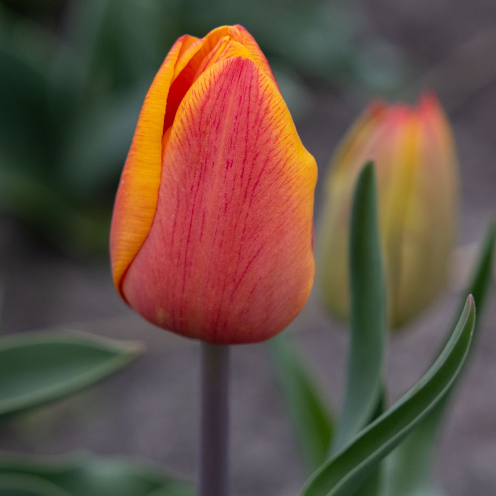 <i>Tulipa</i> 'Asahi'