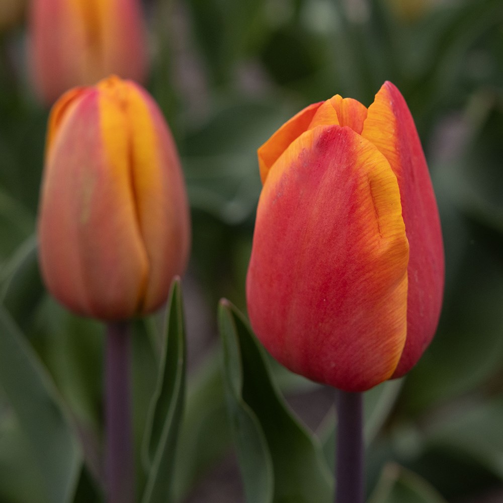 <i>Tulipa</i> 'Asahi'