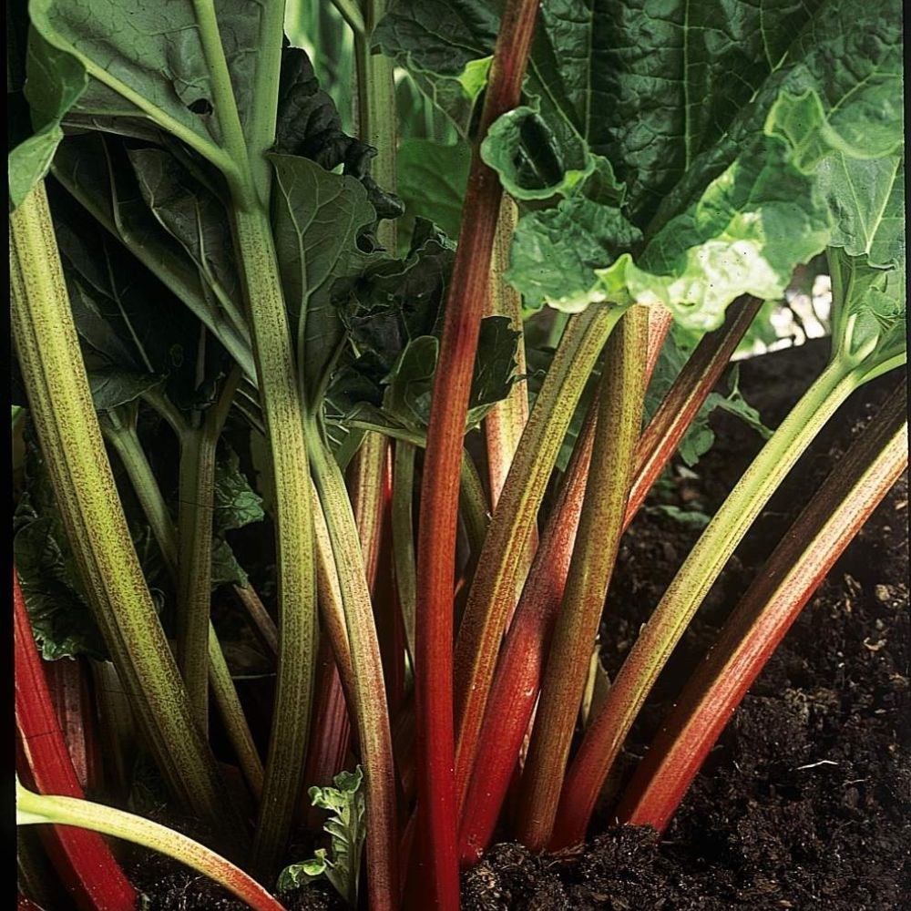 rhubarb 'Stockbridge Arrow'