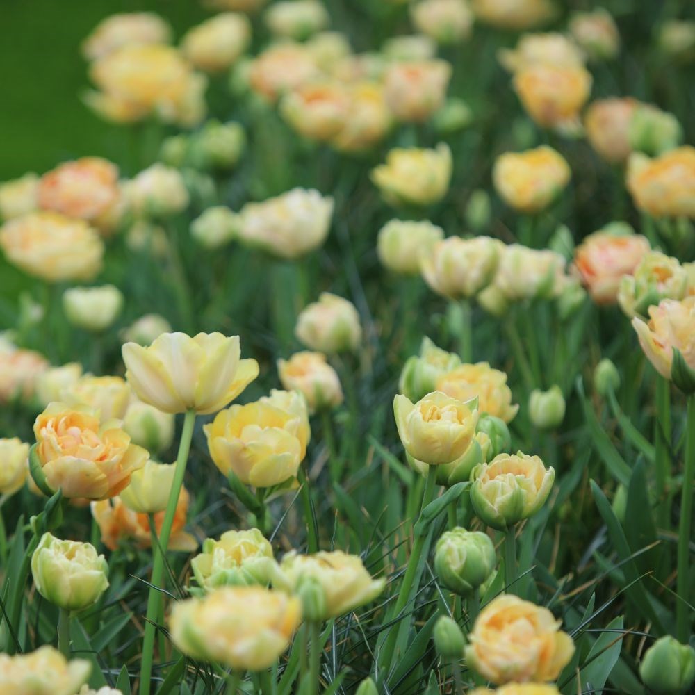<i>Tulipa</i> 'Charming Beauty'