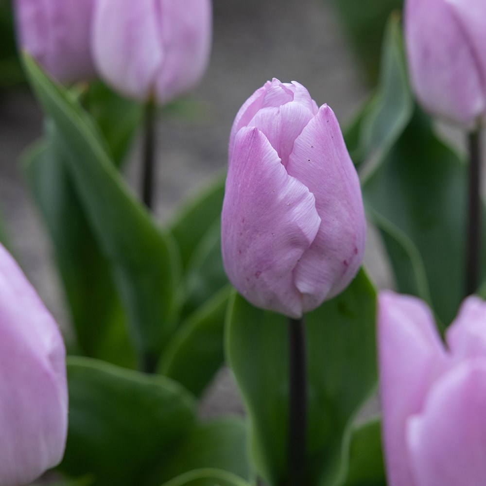<i>Tulipa</i> ‘Candy Prince’ (PBR)