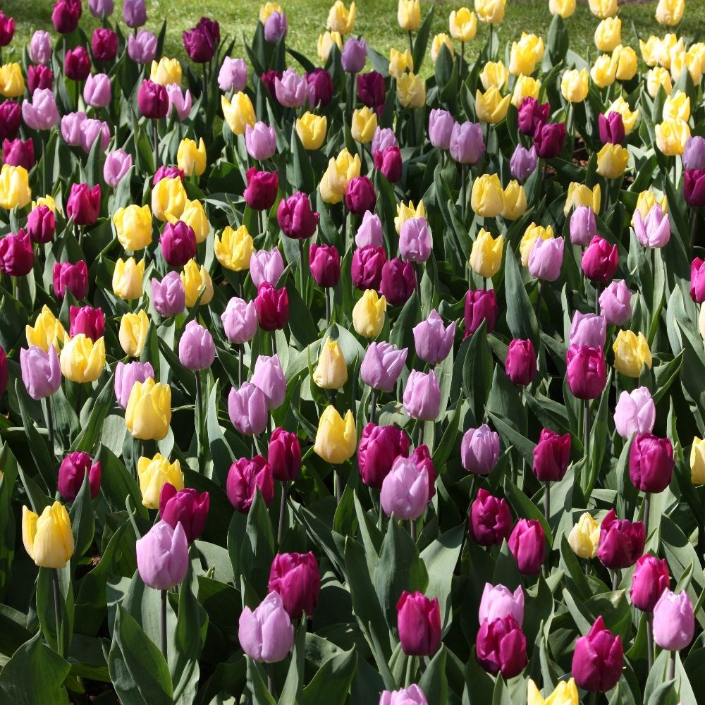 <i>Tulipa</i> ‘Candy Prince’ (PBR)