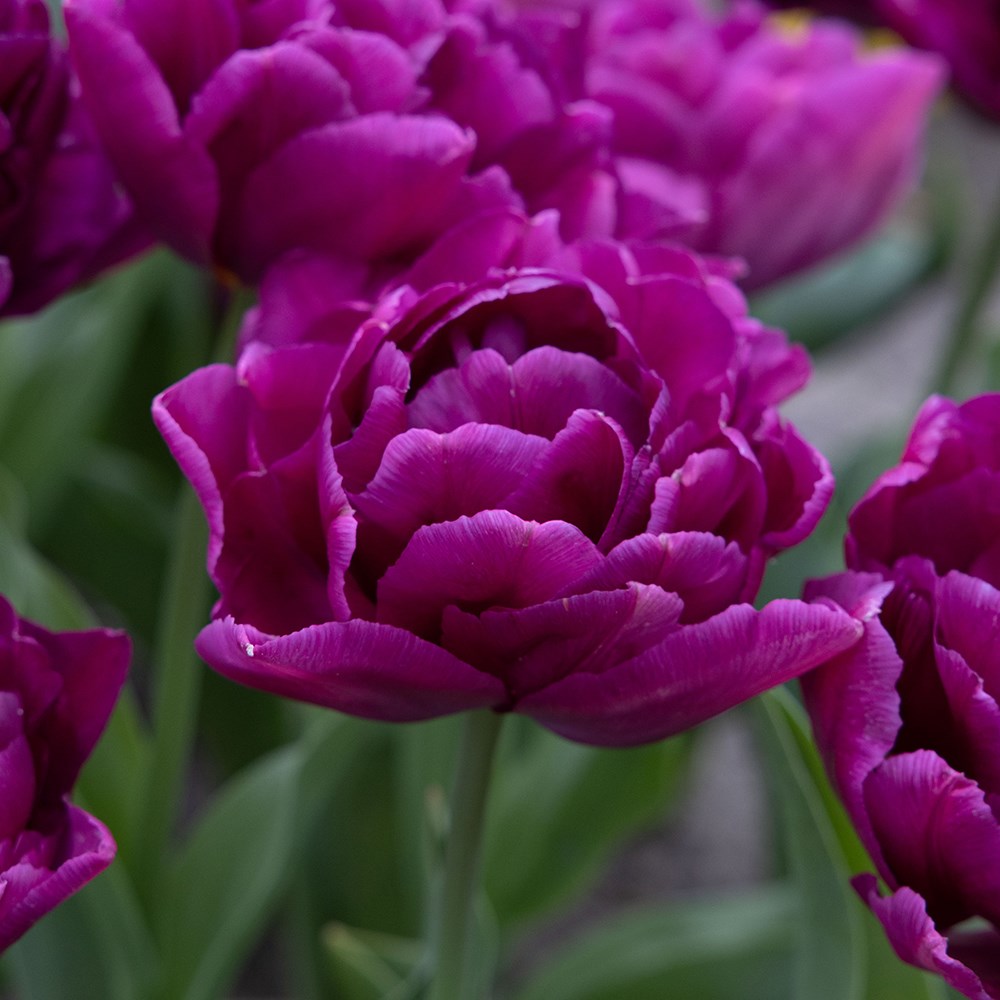 <i>Tulipa</i> 'Showcase'