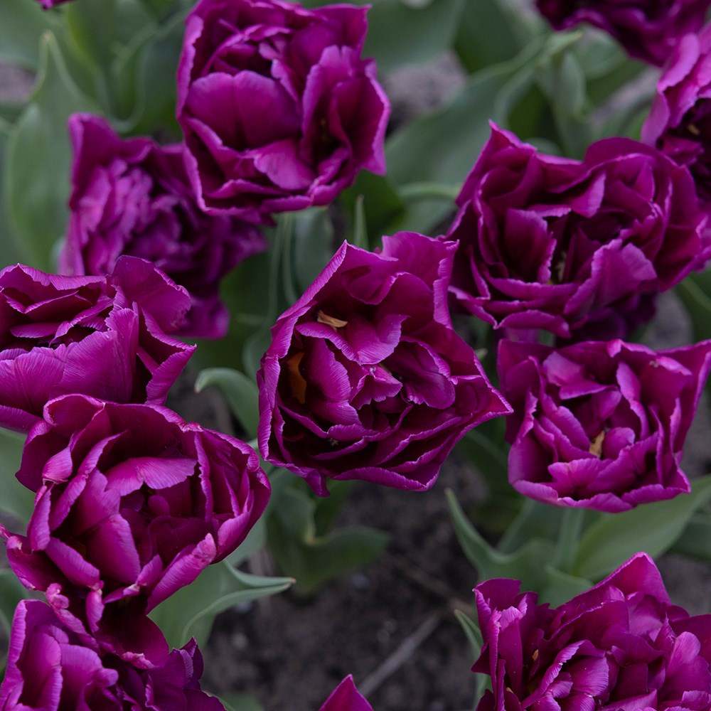 <i>Tulipa</i> 'Showcase'