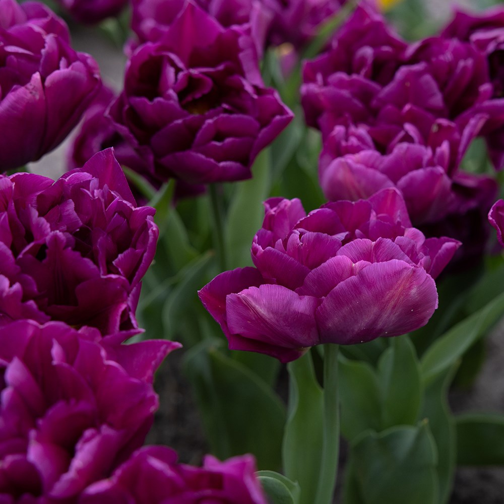 <i>Tulipa</i> 'Showcase'