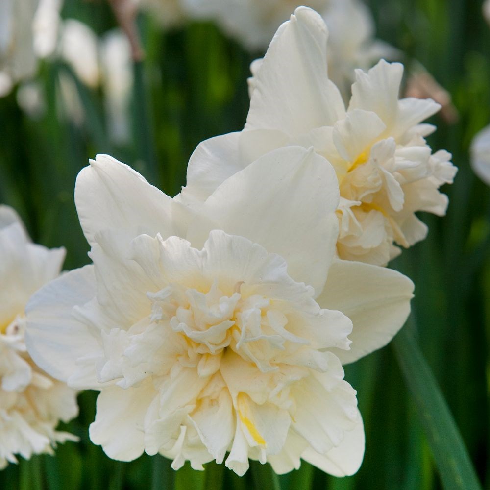 <i>Narcissus</i> 'Ice King'