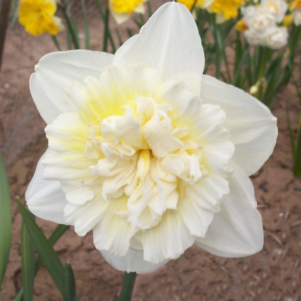 <i>Narcissus</i> 'Ice King'