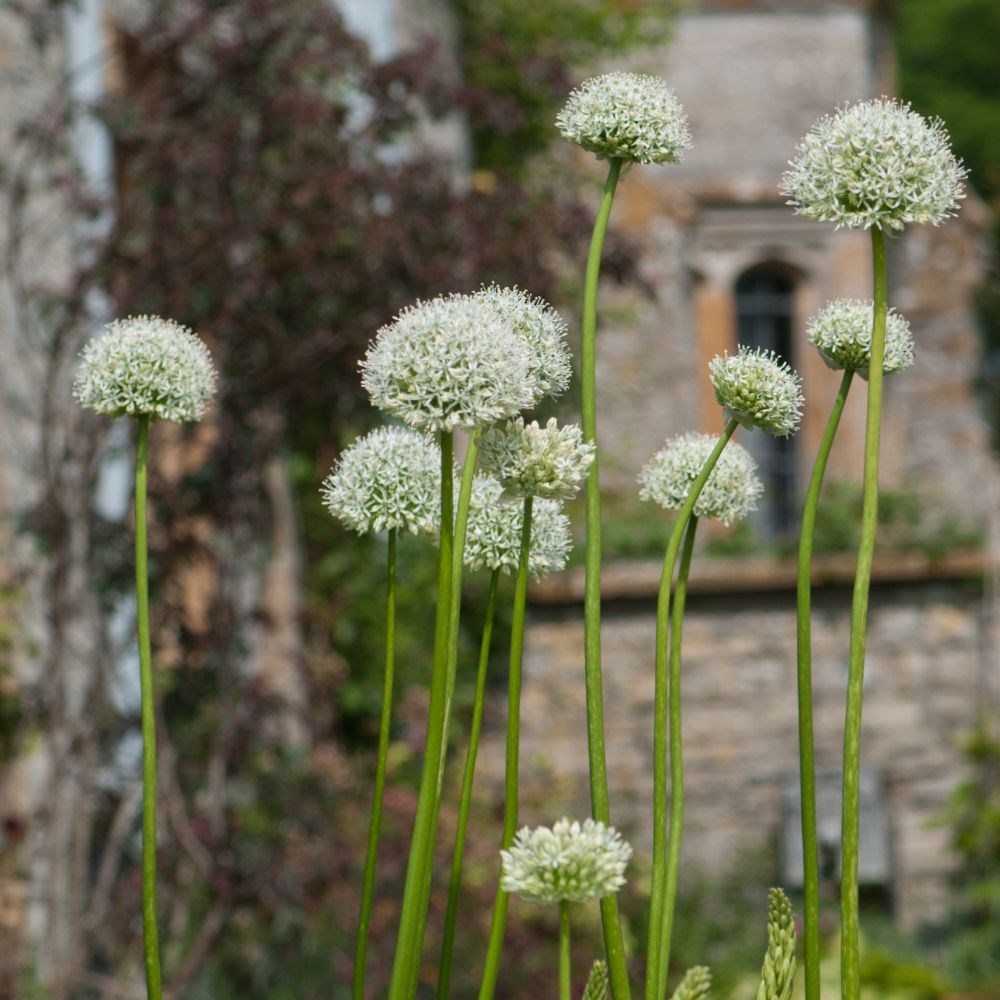 <i>Allium</i> 'Mont Blanc'