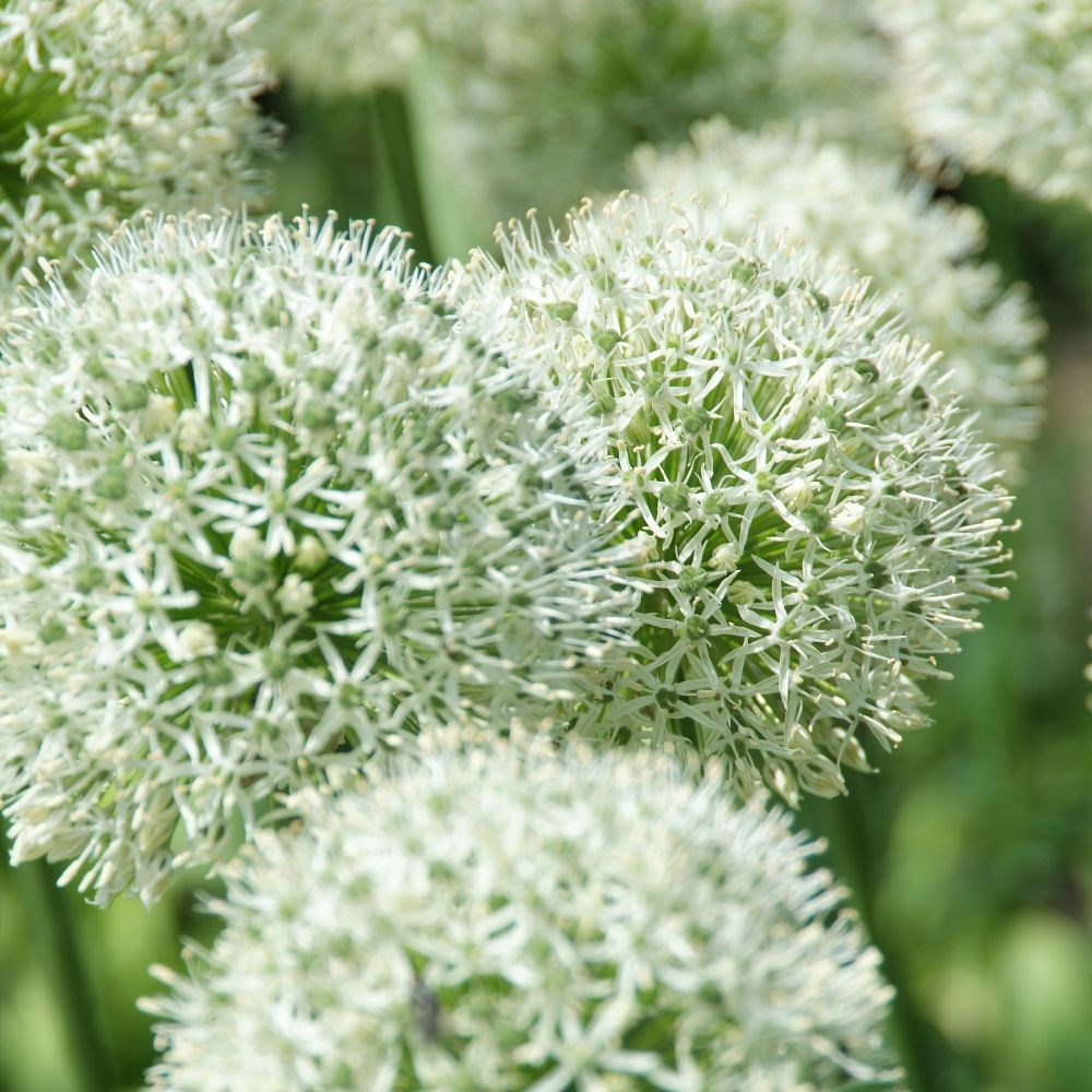 <i>Allium</i> 'Mont Blanc'
