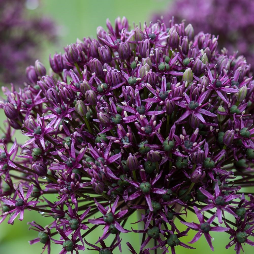 <i>Allium</i> 'Miami'