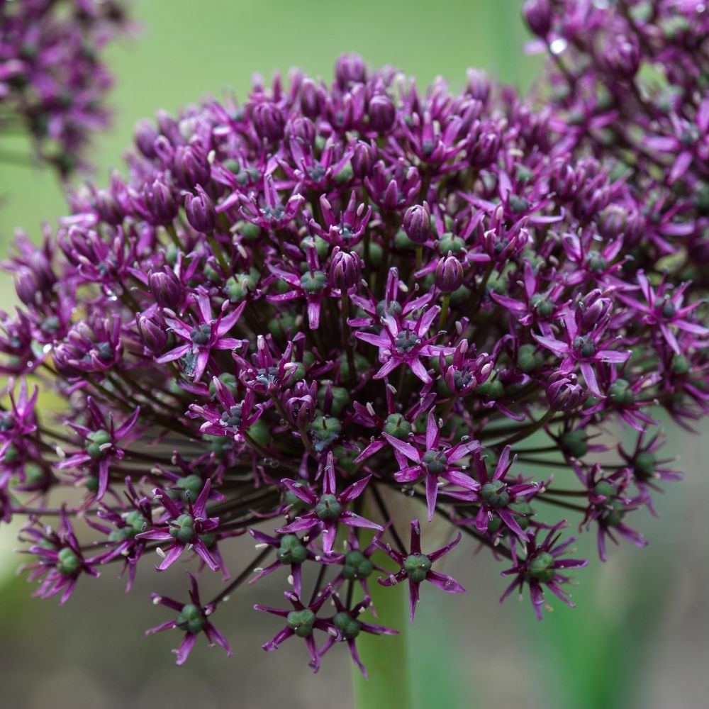 <i>Allium</i> 'Miami'