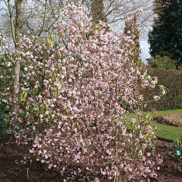 <i>Daphne bholua</i> 'Jacqueline Postill'