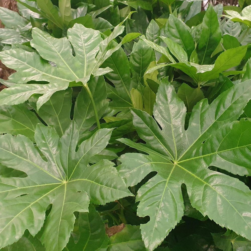 <i>Fatsia japonica</i> 