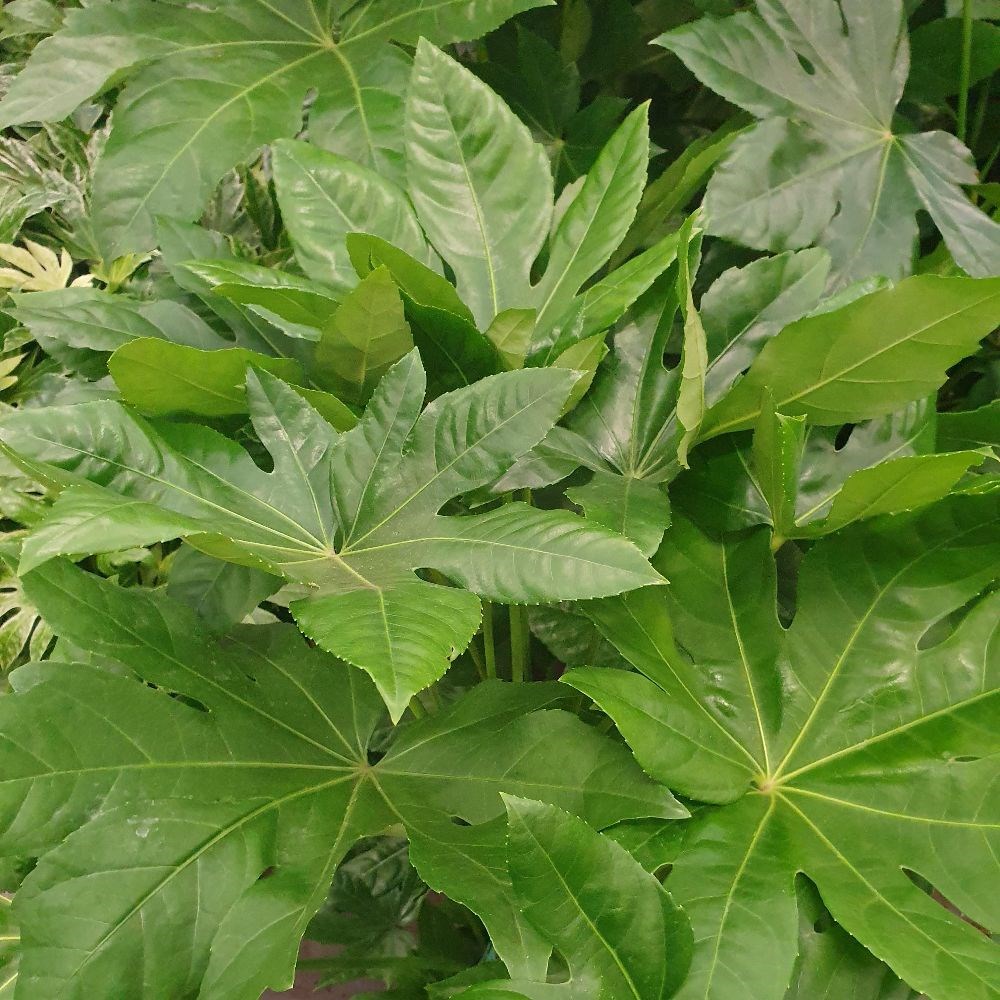 <i>Fatsia japonica</i> 