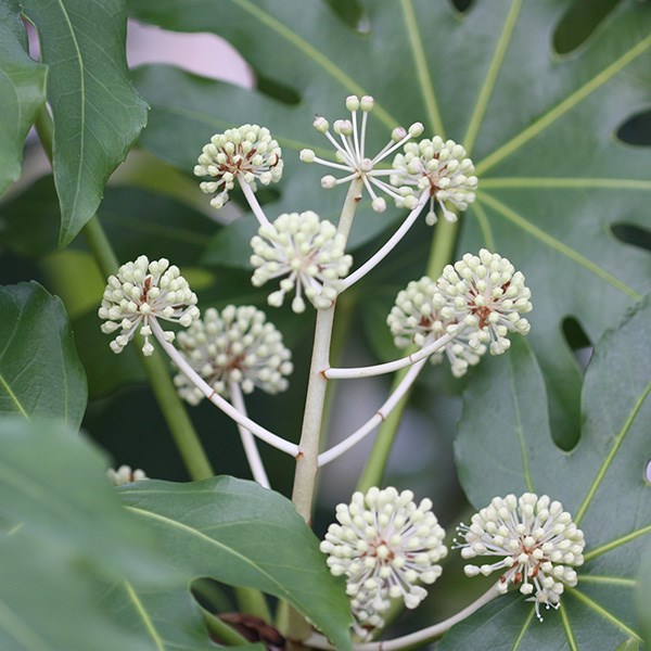 <i>Fatsia japonica</i> 