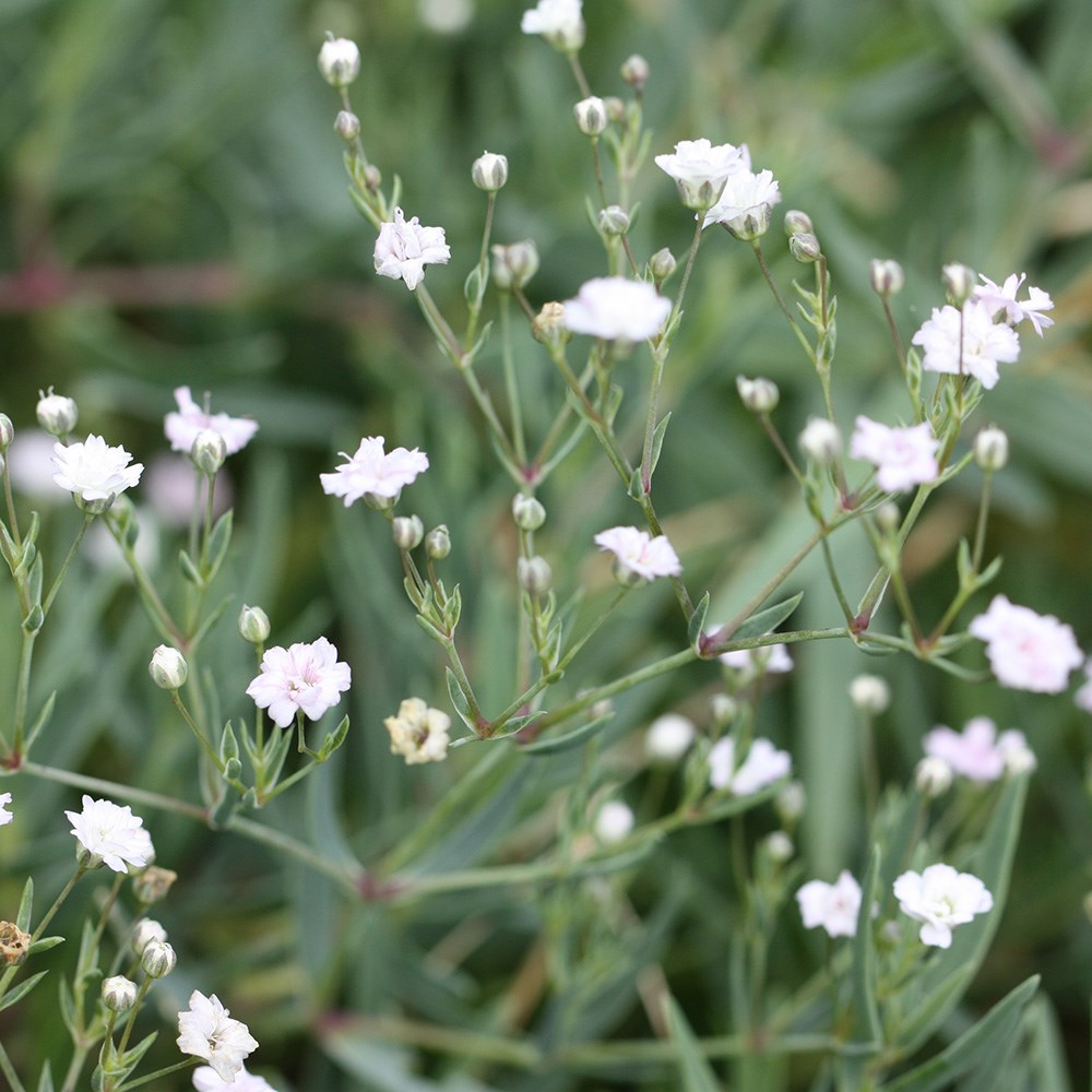 <i>Gypsophila</i> 'Rosenschleier'