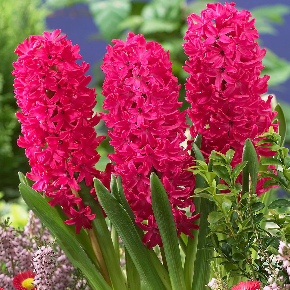 <i>Hyacinthus orientalis</i> 'Jan Bos'