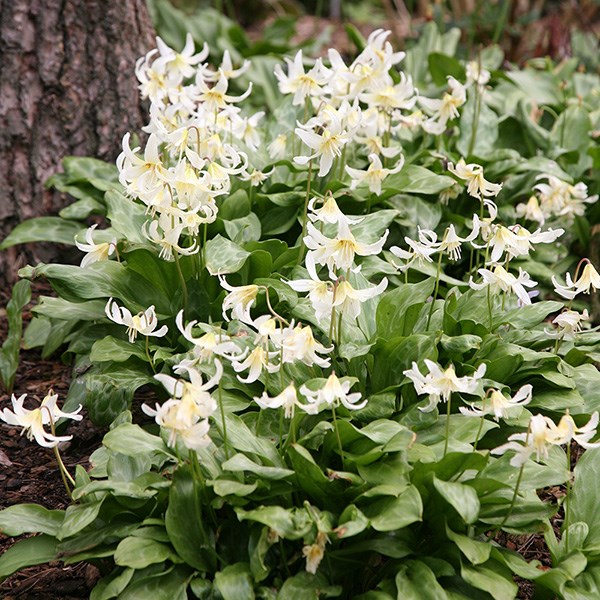 <i>Erythronium californicum</i> 'White Beauty'