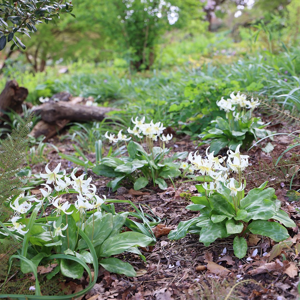 <i>Erythronium californicum</i> 'White Beauty'