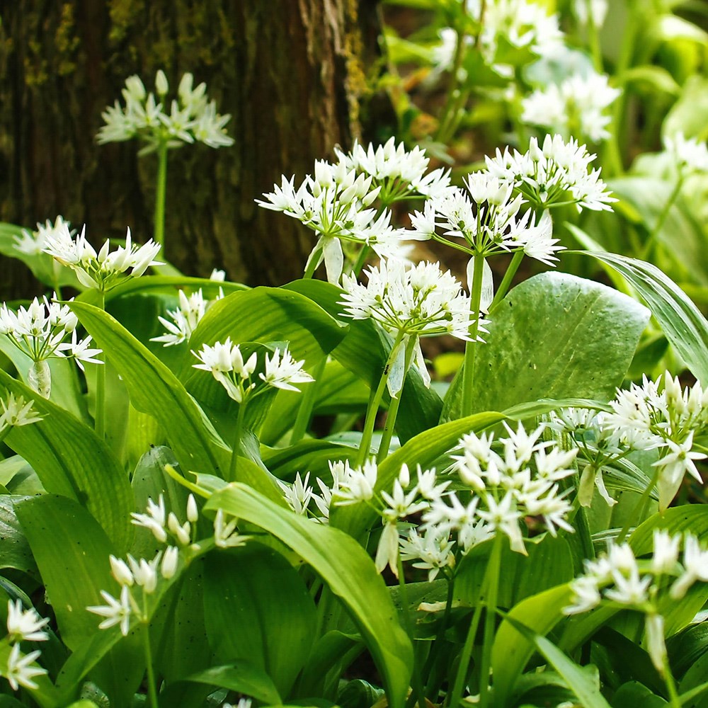 <i>Allium ursinum</i> 