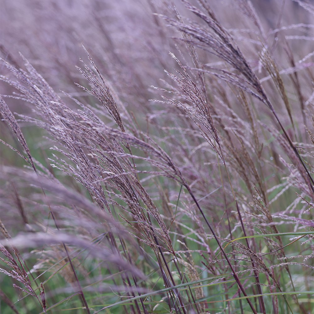 <i>Miscanthus sinensis</i> 'Ferner Osten'