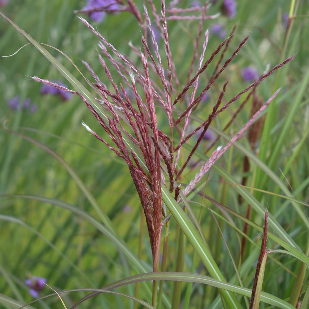 <i>Miscanthus sinensis</i> 'Ferner Osten'