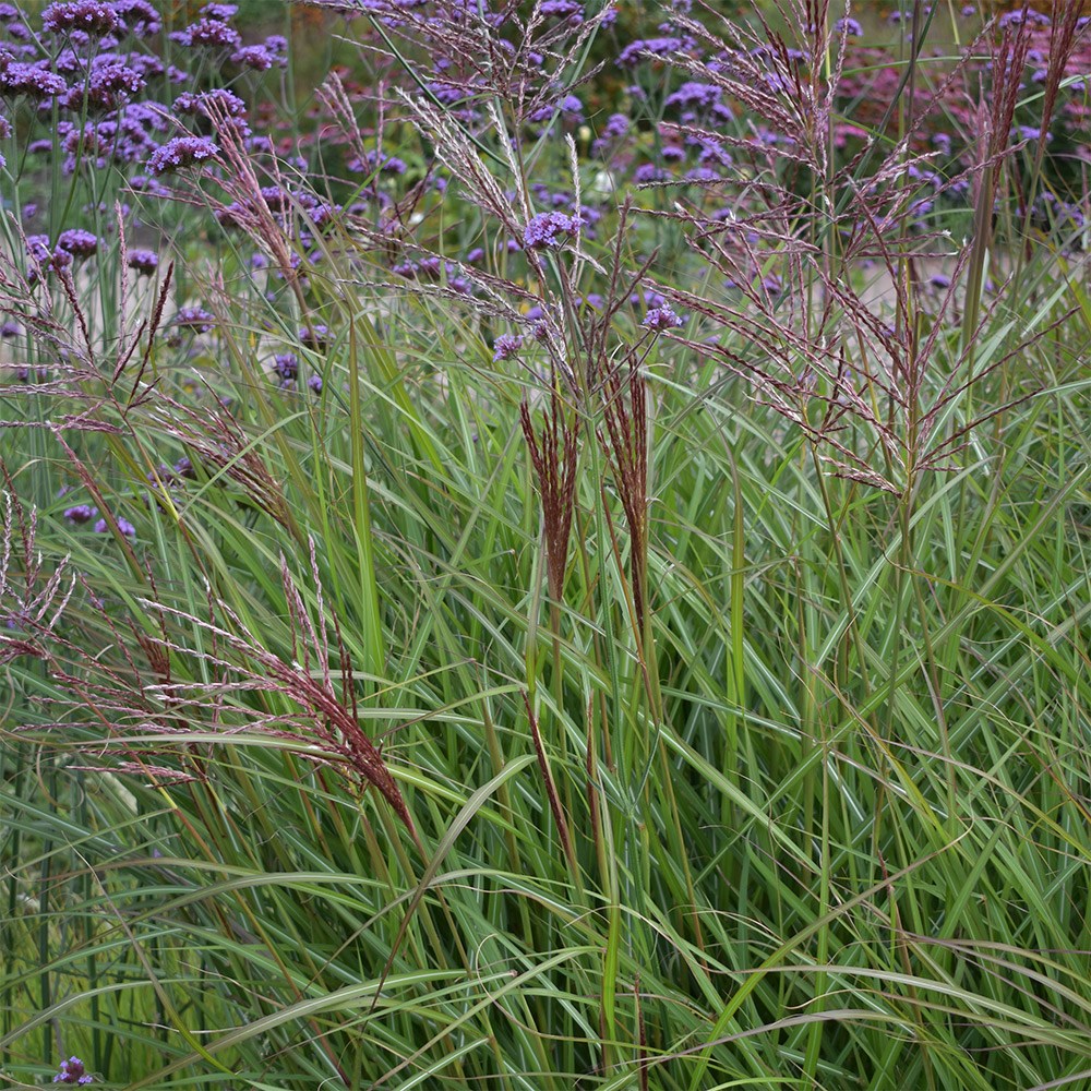<i>Miscanthus sinensis</i> 'Ferner Osten'