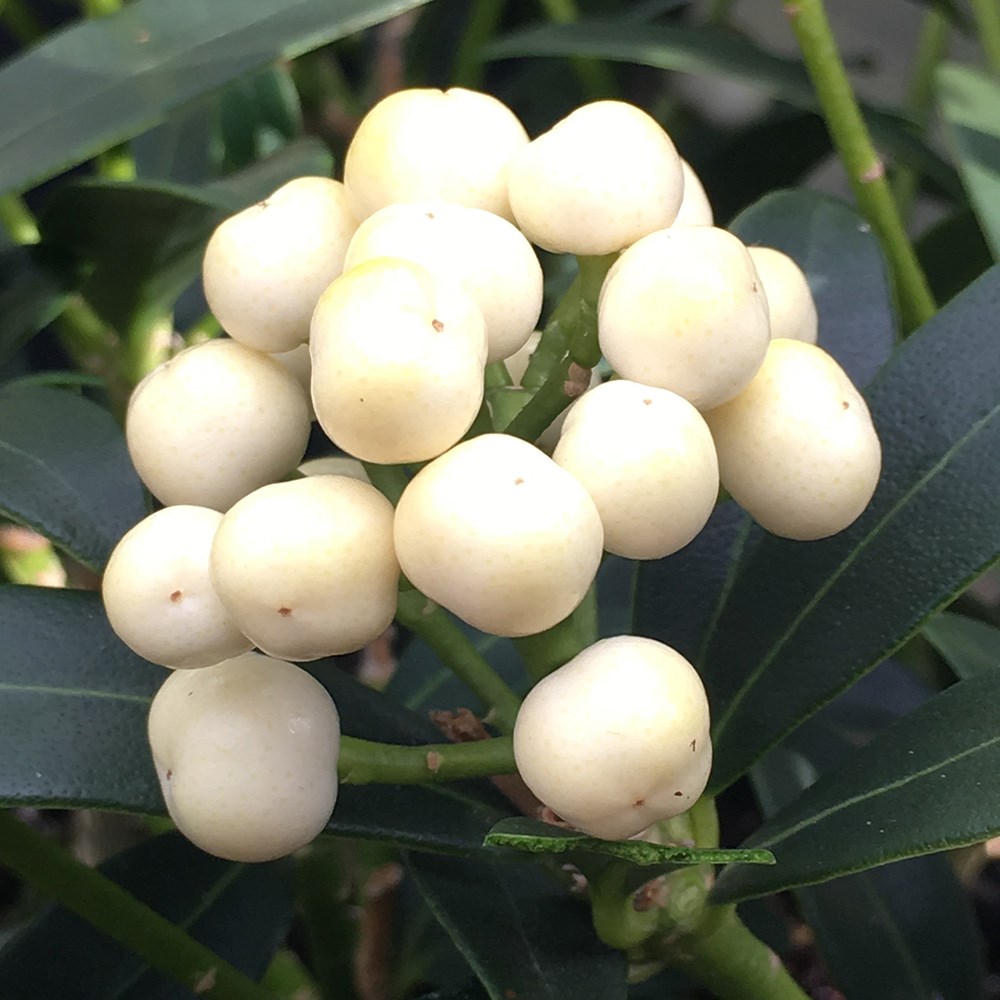 <i>Skimmia japonica</i> 'Kew White' (female)