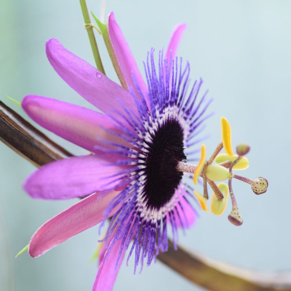 <i>Passiflora</i> 'Amethyst'