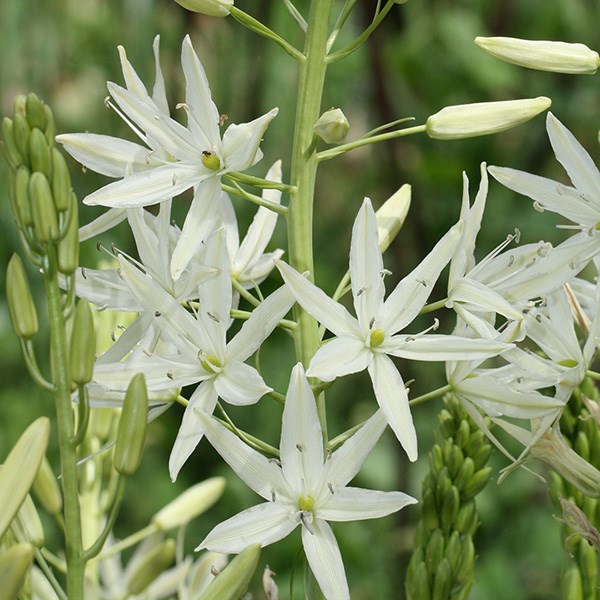 <i>Camassia leichtlinii</i> subsp. <i>suksdorfii</i> 'Alba'